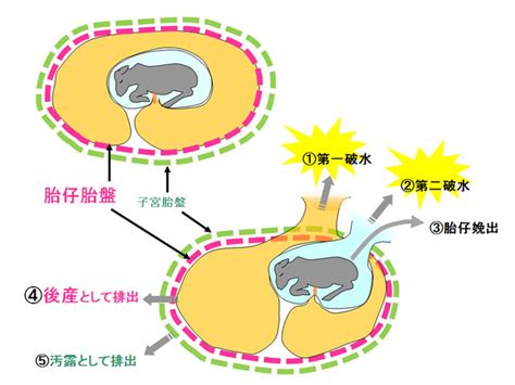 牛 方向|「お産の話−20 「仔牛はどっち向き？」」 